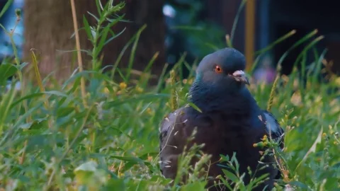 Wild Pigeon In Grass Video stock 79390010