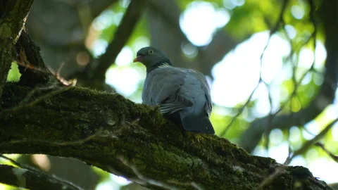 A wild pigeon on a tree in the forest. Vidéo 201609566