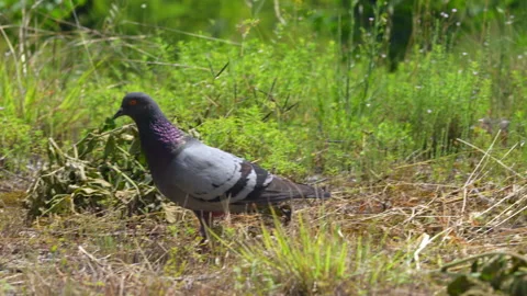 Wild pigeon walking through grass foraging on the ground Видео 339457689