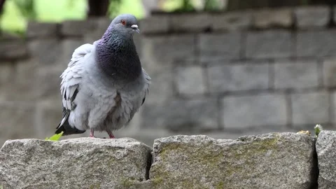 A wild pigeon on the wall Video stock 240641756