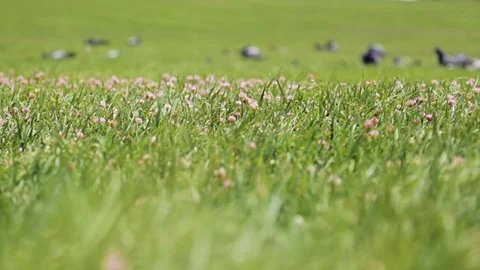 Wild pigeons bask on the green grass under the warm sun Stock Footage 113549609