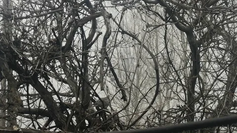 Wild pigeons Stock Footage 123060385
