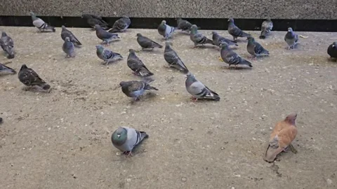 Wild Pigeons inside Subway Station Stock Footage 319509956