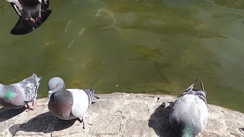 Wild pigeons in the park Stock Footage 176364459