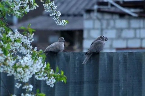 Wild pigeons Foto stock