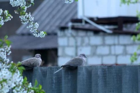 Wild pigeons Foto stock