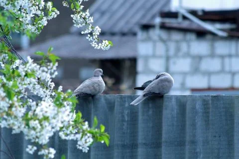Wild pigeons Foto stock