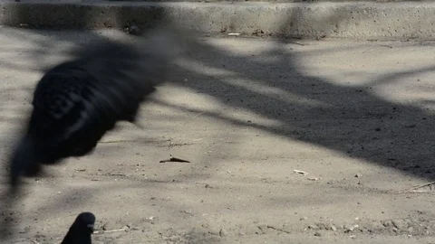 Wild pigeons sit on the ground after the flight Stock Footage 90977932