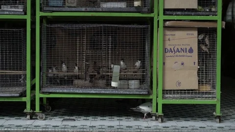 Wild pigeons strut and eat in front of caged birds Stock Footage 80370292