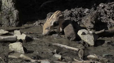 Wild piglet drinks water from a stream Stock Footage 48034435