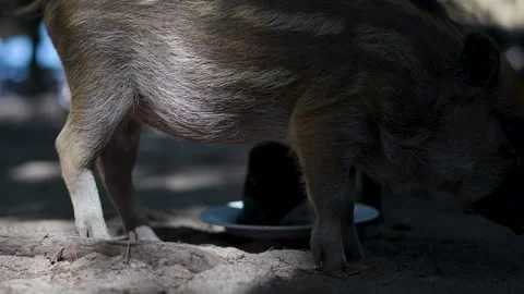 Wild Piglet Feeding on Beach Stock Footage 266166752