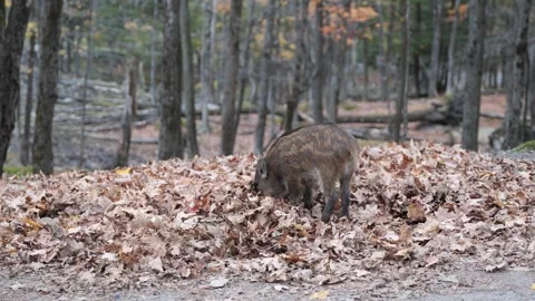 Wild Piglet Foraging in Nature Video stock 289581607