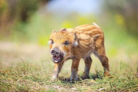 Wild piglet Stock Photos