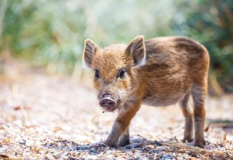 Wild piglet standing on a path Stock Photos