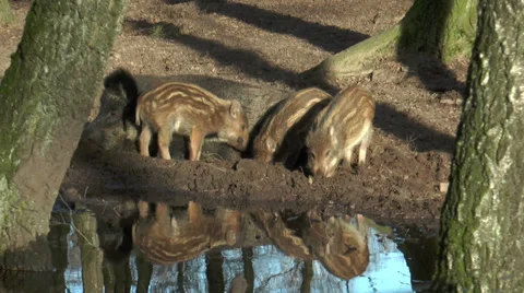 Wild piglets digging in mud Stock Footage 33779375