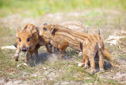 Wild piglets fighting Stock Photos