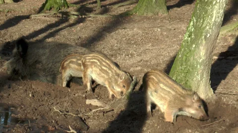Wild piglets in forest closeup Stock Footage 33779394