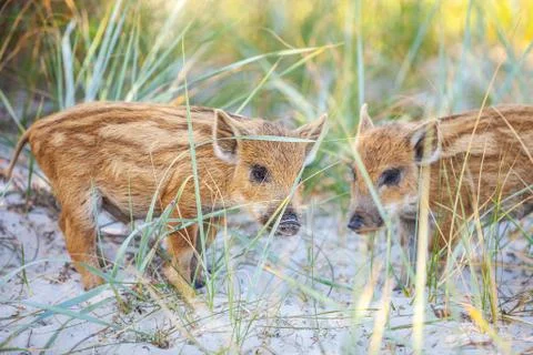 Wild piglets Stock Photos