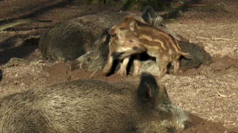 Wild piglets playing and fighting Stock Footage 33779438