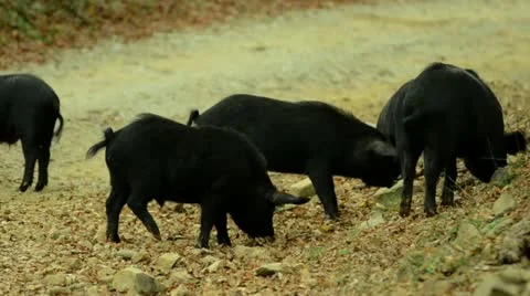 Wild pigs 2 Stock Footage 20434106