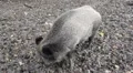 Wild Pigs 5065 HD Footage
