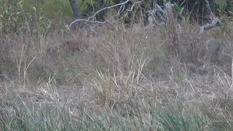 Wild pigs, Cambodia Stockbeeldmateriaal 86218645