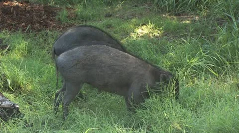 Wild Pigs Feeding Stock-Footage 19055746