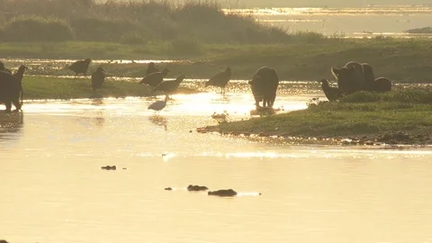 Wild Pigs in Florida Swamp Stock Footage 80679265