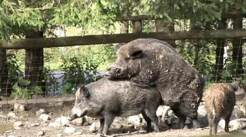 Wild Pigs Stock Footage 29226614