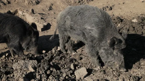 Wild Pigs Stock Footage 49412930