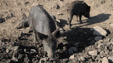 Wild Pigs Video stock 49416307