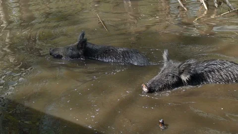 Wild Pigs 動画素材 94712298