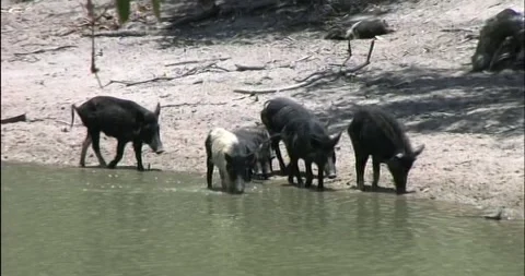 Wild Pigs Stock Footage 242747196