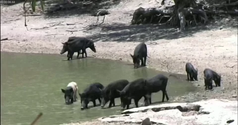 Wild pigs Stock Footage 265906444