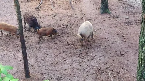 Wild pigs forage in forest during daytime in a natural setting Stock Footage 338316064