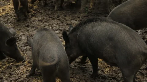 Wild pigs in forest. Stockbeeldmateriaal 53850346