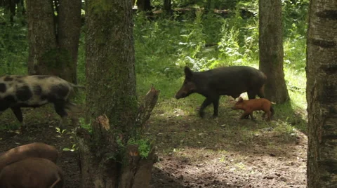 Wild pigs in forest. Stock Footage 53850484