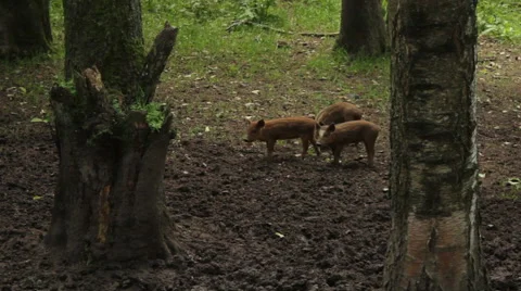 Wild pigs in forest. Stock Footage 53850583