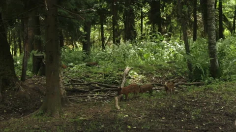 Wild pigs in forest. Stock Footage 53850601