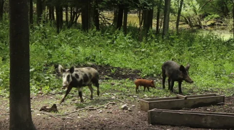 Wild pigs in forest. Stock Footage 53850610