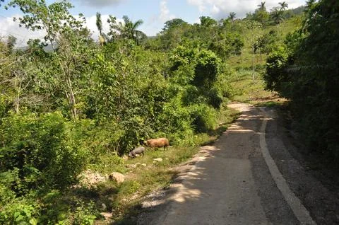 Wild pigs in the forest Foto stock