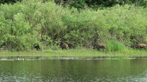 Wild pigs in jungle Stock Footage 58266726
