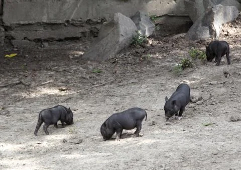Wild pigs Stock-Fotos