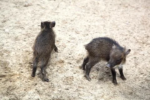 Wild pigs Stock Photos