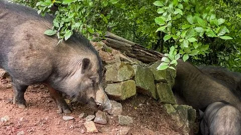 Wild pigs in the rainforest Fotos de archivo
