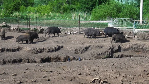 Wild pigs walk in the can Vídeos de archivo 111316278