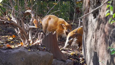 Wild Pigs at a zoo 動画素材 201369984