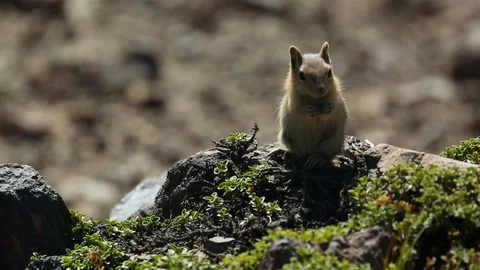 Wild Pika Sitting Eating on Sunny Rock Stock Footage