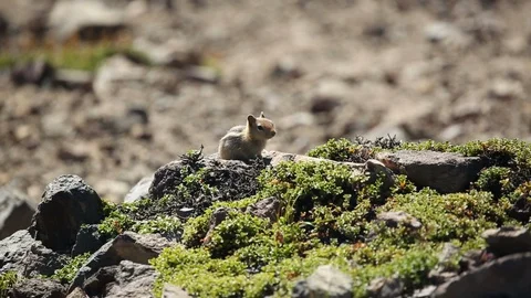 Wild Pika Sitting on Sunny Rock Stock Footage