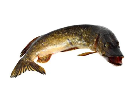Wild pike Stock Photos